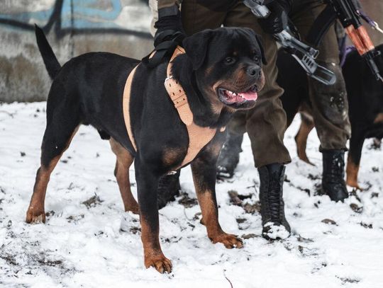 Groźne psy - czy należy ich unikać?