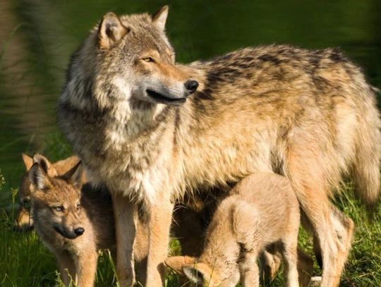 Horodło: Do gminy docierają sygnały o obecności wilków