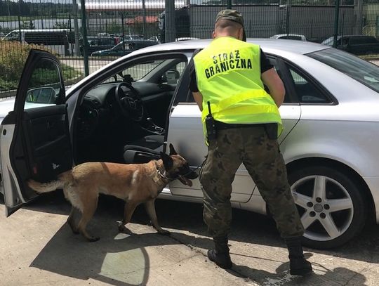 Hrebenne: Litwin wiózł haszysz wart 2 mln zł! Narkotyki wywęszył pies Bryza (FILM)