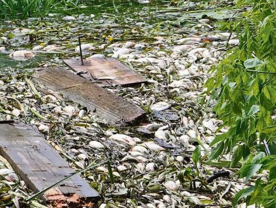 Hrubieszów: Tony śniętych ryb w Huczwie, Prokuratura Rejonowa umarza śledztwo. Ostry sprzeciw PZW