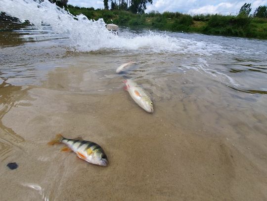 Śnięte ryby w rzece Huczwa w Hrubieszowie.