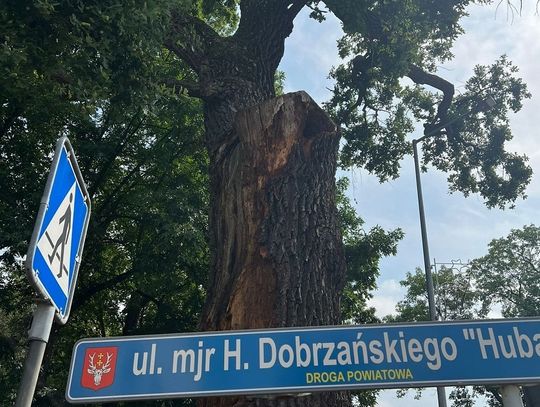 Władze miasta Hrubieszów  ratują drzewo na różne możliwe sposoby.