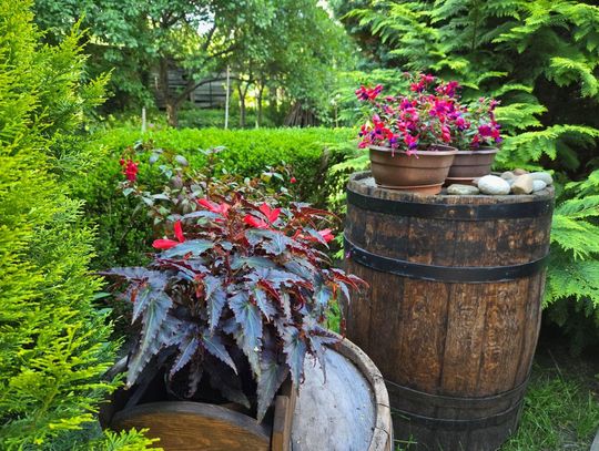 Hrubieszów: Kończy się głosowanie na najpiękniejsze podwórza i balkony