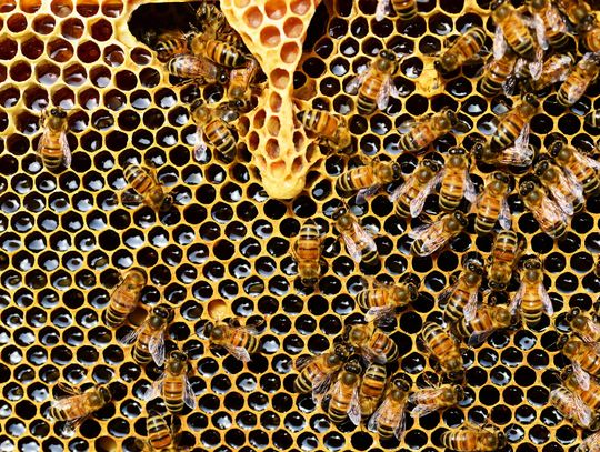 Hrubieszów: Naukowiec wyłudził pszczoły?