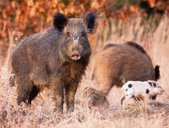 Hrubieszowskie: Koła łowieckie widzą zagrożenie ASF. Będą dodatkowe odstrzały dzików
