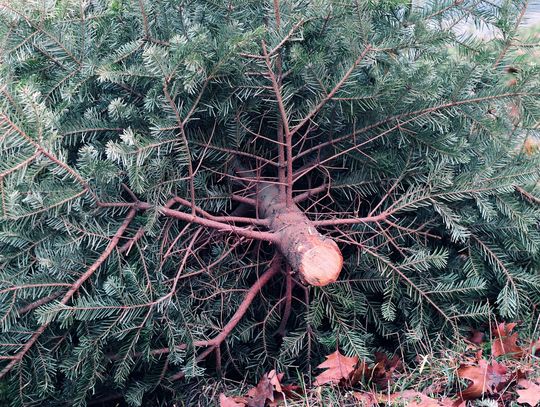 Ile trzeba będzie wydać za żywą choinkę w 2025 roku?