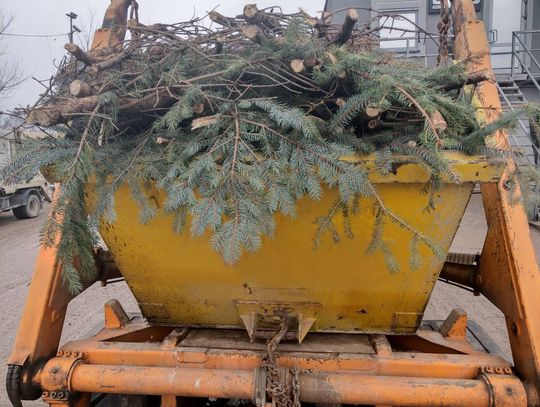 Jak legalnie i bez mandatu wyrzucić choinkę po świętach?