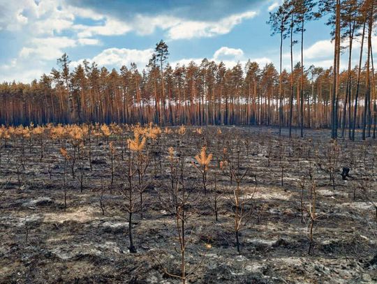 Księżycowy” krajobraz po pożarze w Puszczy Solskiej.