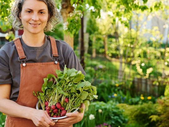 Pierwsze polskie rzodkiewki pojawiły się na rynku hurtowym w Broniszach. Za pęczek trzeba zapłacić mniej niż za rzodkiewki z Włoch.