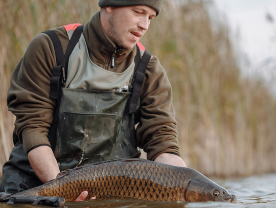 Karp w odwrocie? Zastępują go inne ryby. Co dziś lubią Polacy? Karp traci pozycję niekwestionowanego króla polskich stołów wigilijnych.