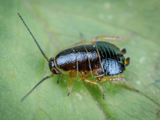 Kiedy skorzystać z usług dezynsekcji?