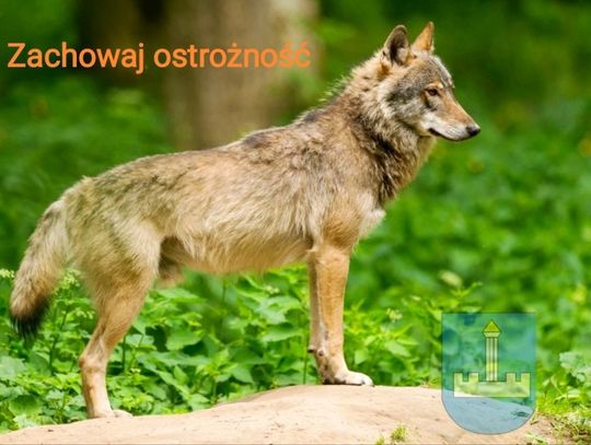 Kolejny wilczy alert w gminie Horodło. Jak chronić gospodarstwo?
