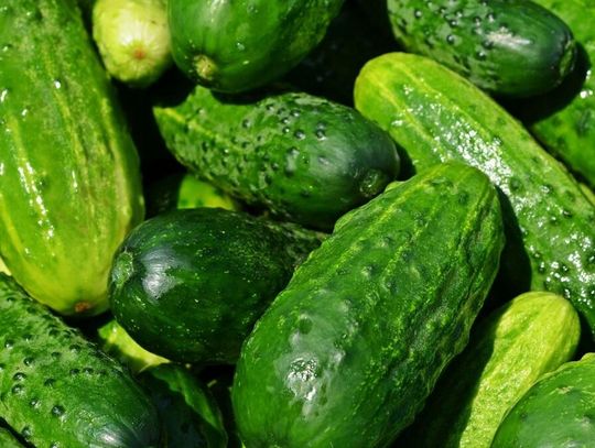 W pierwszym kwartale 2025 roku import świeżych ogórków z Rosji do Polski osiągnął najwyższy poziom od czterech lat.