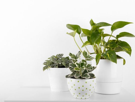 Kwiaty doniczkowe - jak je pielęgnować?