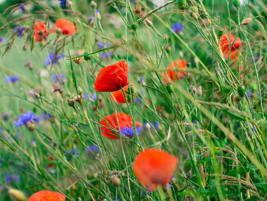 Łaszczów refleksyjny. Zaprasza na wieczór poetycki i koncert Łaszczów refleksyjny. Zaprasza na wieczór poetycki i koncert