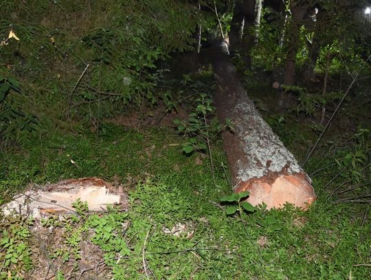 Łosiniec: Tragiczny wypadek podczas pracy w lesie 