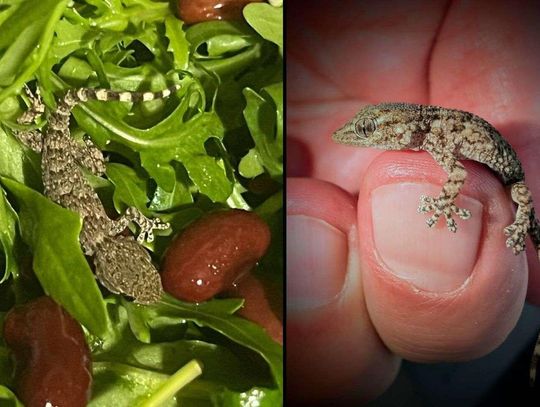 Gad przeżył dzięki czujności pani Karoliny i jej męża. Został znaleziony w rukoli.