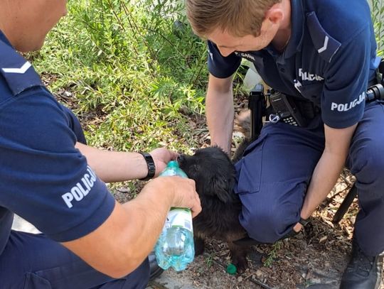 Pies znajdował się w rozgrzanym na słońcu aucie. Policję o zdarzeniu poinformowali przechodnie, którzy usłyszeli skomlenie zwierzęcia