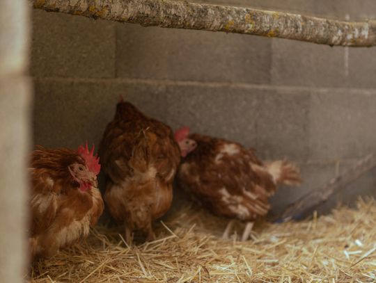 Lubelskie w reżimie sanitarnym. Wykryto ognisko rzekomego pomoru drobiu. Wojewoda wprowadza restrykcje Lubelskie w reżimie sanitarnym. Wykryto ognisko rzekomego pomoru drobiu. Wojewoda wprowadza restrykcje
