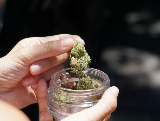 Jest już gotowy poselski projekt ustawy dopuszczający posiadanie niewielkich ilości marihuany.