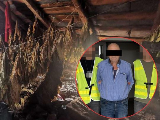 Marihuana, susz tytoniowy i amunicja zabezpieczone przez tomaszowskich kryminalnych Marihuana, susz tytoniowy i amunicja zabezpieczone przez tomaszowskich kryminalnych