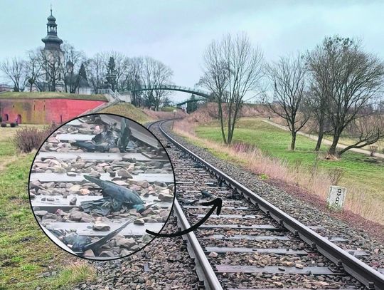 Martwe ptaki leżały na nasypie kolejowym w okolicy mostu przy ul. Męczenników Rotundy w Zamościu.