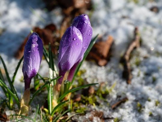 Marzec w pogodzie: ciepło, mróz i widmo suszy Prognozy na marzec zapowiadają pogodową huśtawkę – wiosenne 15 stopni przeplatać się będzie z przymrozkami, a długie okresy bez deszczu zwiększą ryzyko suszy.