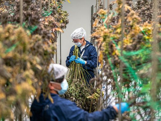 Po chwilowym spadku sprzedaż marihuany medycznej wróciła na stare tory.