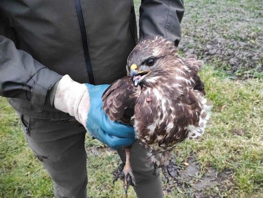 Mieszkaniec Oszczowa znalazł w swoim ogrodzie rannego myszołowa. Co stało się z ptakiem?