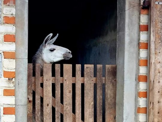 Oficjalne otwarcie minii zoo w Świdnikach (gm. Miączyn) planowane jest 1 czerwca, czyli na Dzień Dziecka.