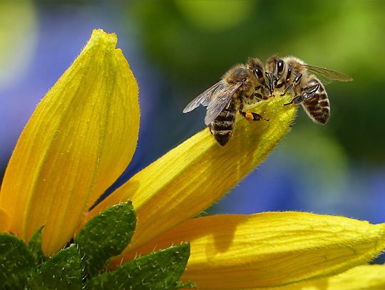 Młodzież stawia na pszczoły. Konkurs z cennymi nagrodami