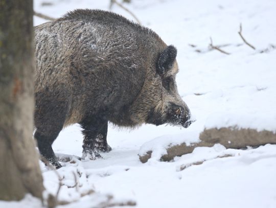 Województwo lubelskie wypowiada wojnę ASF. Do końca marca w dziesięciu powiatach regionu pod lufy myśliwych trafi 234 dzików.