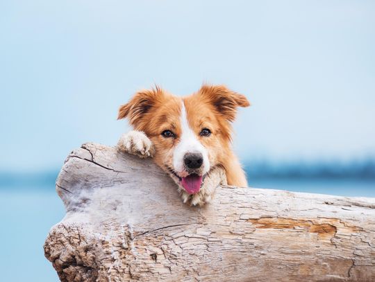 Mokra karma dla psa- jak wybrać?