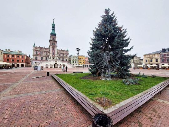 Choinka na Rynku Wielkim w Zamościu. 28 listopada 2025 r.