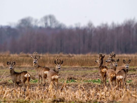 Na Zamojszczyźnie groźniejsze od dzików bywają... łosie i sarny
