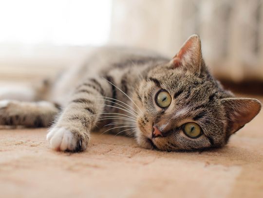 Najlepsze artykuły dla zwierząt w Media Expert