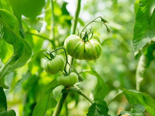 Najlepsze nawozy do pomidorów uprawianych w szklarni