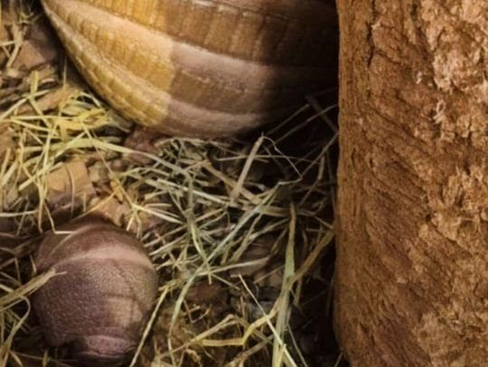 Narodziny w zamojskim zoo. Na świat przyszedł mały pancernik – bolita południowa
