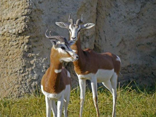 Narodziny w zamojskim ZOO. To przedstawicielka gatunku krytycznie zagrożonego wyginięciem