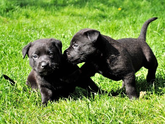 Nawet 75 proc. dofinansowania do zabiegów dla zwierząt oferuje gmina Bełżec.