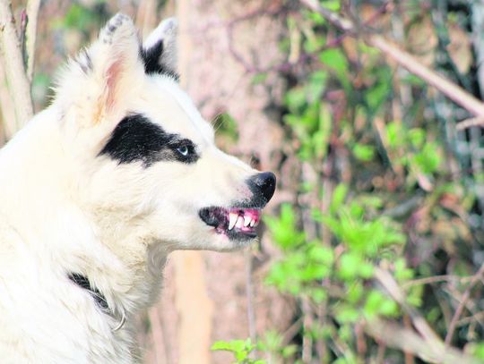 Nielisz: Psy zagryzły mu matkę, właściciel niewinny. Tak zdecydował sąd w Zamościu