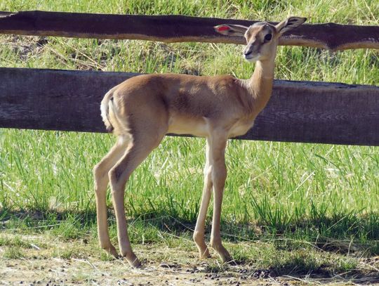 Nowe zwierzęta w zamojskim zoo. Przyjechały z Czech