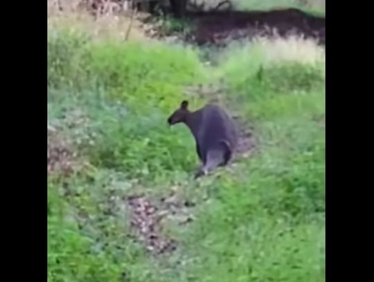 Po polskim lesie harcuje prawdziwy australijski kangur.