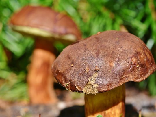 Odnaleziono zaginioną grzybiarkę z Biłgoraja