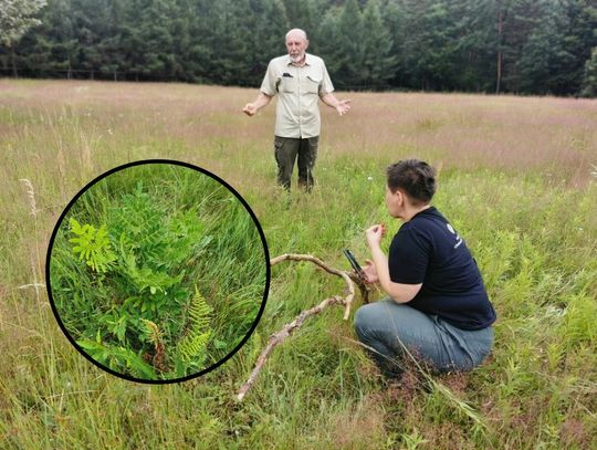 Osobliwości flory. W RPN odkryto rzadki gatunek paproci