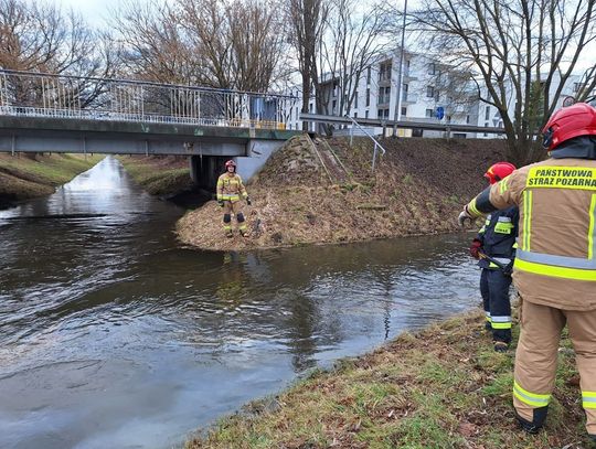 5 stycznia strażacy zostali zadysponowani do plamy oleju na rzece Topornica w Zamościu.