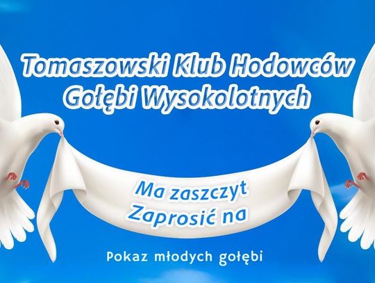 Tomaszowski Klub Hodowców Gołębi Wysokolotnych zaprasza mieszkańców na pokaz młodych gołębi.