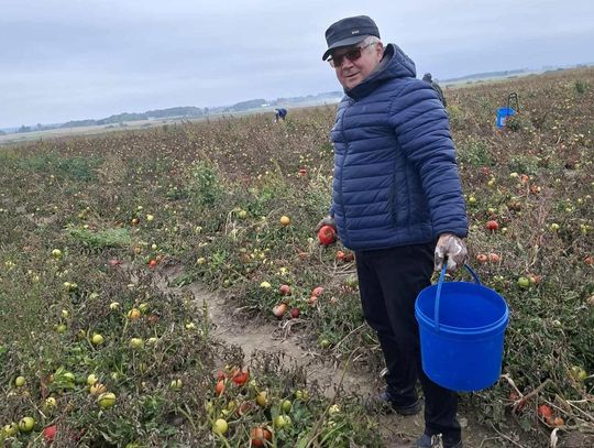 Ks. proboszcz Witold Mikulski na pomidorowym polu.