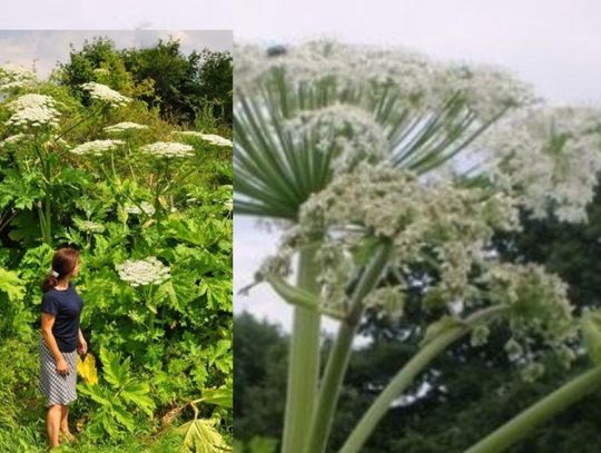 Barszcz sosnowskiego jest bardzo niebezpieczny.