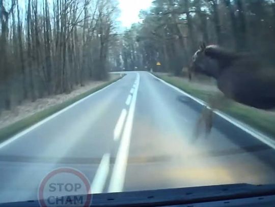 Lubelskie. Śmiertelne zagrożenie na drodze! Trzy takie zdarzenia w jeden weekend